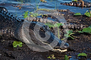 American alligator A. mississippiensis