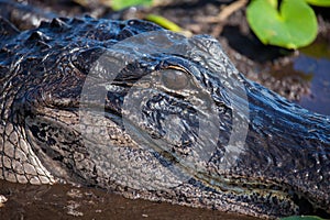 American alligator A. mississippiensis