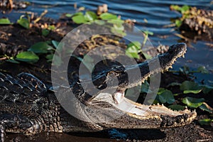 American alligator A. mississippiensis