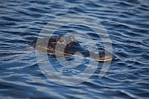 American alligator A. mississippiensis