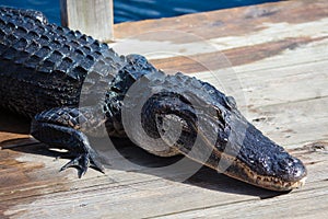 American alligator A. mississippiensis