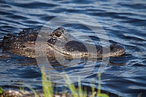 American alligator A. mississippiensis