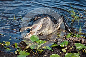 American alligator A. mississippiensis