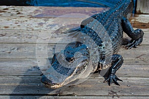 American alligator A. mississippiensis