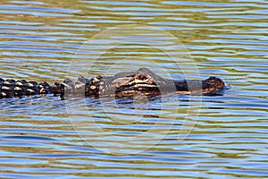 American Alligator mississippiensis