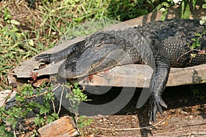 American Alligator - A. mississippiensis - sunning beside Florida pond.