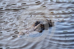 American Alligator - A. mississippiensis - swimming in Florida pond.