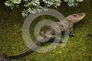 American alligator Alligator mississippiensis