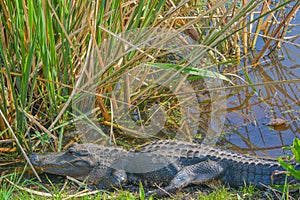 American Alligator Mississipplensis at Savannah National Wildlife Refuge, Hardeeville, Jasper County, South Carolina USA