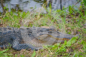 American Alligator Mississipplensis at Savannah National Wildlife Refuge, Hardeeville, Jasper County, South Carolina USA