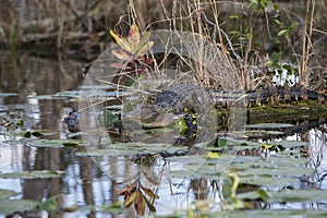 American alligator in natural habitat