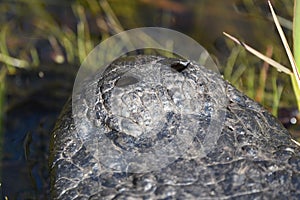 American Alligator nostrils