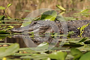 American Alligator - Okefenokee Swamp, Georgia