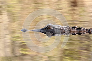 American Alligator - Okefenokee Swamp, Georgia