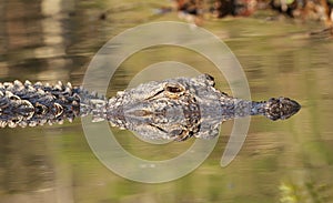 American Alligator - Okefenokee Swamp, Georgia