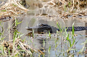 American Alligator, Okefenokee Swamp National Wildlife Refuge