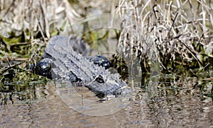 American Alligator, Okefenokee Swamp National Wildlife Refuge