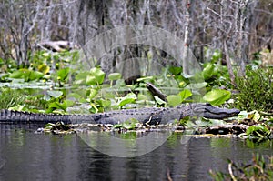 American Alligator, Okefenokee Swamp National Wildlife Refuge