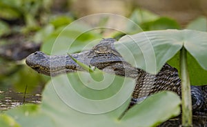 American Alligator, Okefenokee Swamp National Wildlife Refuge