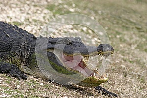 American alligator open mouth