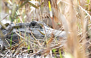 American Alligator peering from swamp grass on Chase Prairie in the Okefenokee Swamp, Georgia