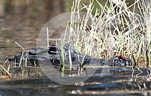 American Alligator peering from water and swamp grass in the Okefenokee Swamp, Georgia