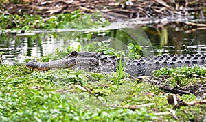 American Alligator at Phinizy Swamp Nature Park, Richmond County, Georgia