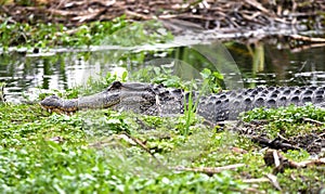 American Alligator at Phinizy Swamp Nature Park, Richmond County, Georgia photo