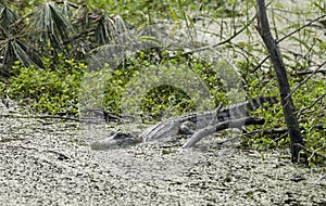 American Alligator, Pickney Island National Wildlife Refuge, USA