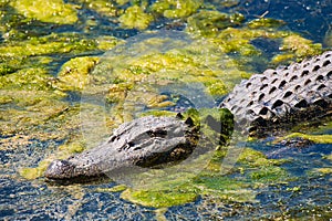 An American alligator in a pond with algae.