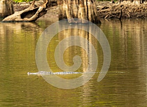 American alligator in profile in calm waters of Atchafalaya basin