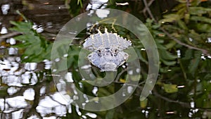 American alligator in a quiet pond looking right at me.