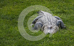 An american alligator at rest on a bed of grass
