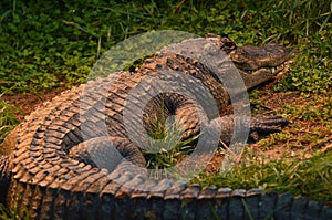 American alligator rest on a river bank