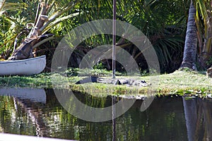 American Alligator resting  Everglades National Park  Florida  USA