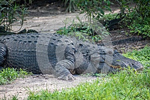 American alligator resting on green meadow 2.