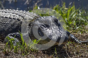American Alligator