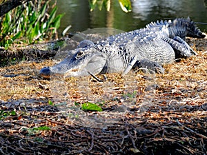 American alligator resting in wetlands, Florida