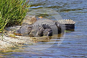 American alligator on the riverbank. Alligator mississippiensis.