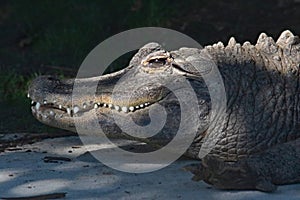 American Alligator in shadow