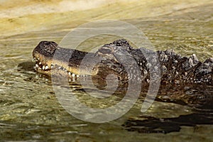 American Alligator in shadow