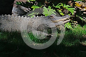 American Alligator in shadow