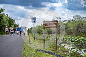 American alligator sitting along a footpath from Otter Cave Hammock Trail at the Everglades National Park