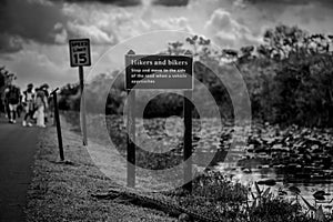 American alligator sitting along a footpath from Otter Cave Hammock Trail at the Everglades National Park