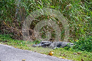 American alligator sitting along a footpath from the Royal Palm Visitor Center along the Anhinga Trail at the Everglades