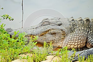 American alligator sleeping