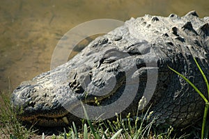 American Alligator sleeping at a MS zoo