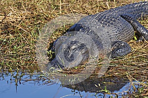 American Alligator sleeping/sunning