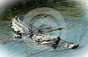 An American Alligator in a small Florida a swamp hunting for live food.