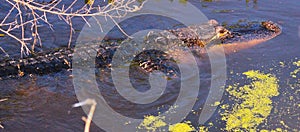 An American Alligator in a small Florida a swamp hunting for live food.